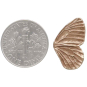 Bronze Dimensional Butterfly Wing Post Earrings with Dime