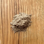 BLENDS For Life Gut Health+ 150g