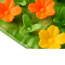 TALL TAILS Wildflowers Silicone Foraging Mat