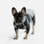 WOOF Concept Lab IX Arrow Black Reflective Windbreaker 28