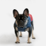 WOOF Concept Lab IX Arrow Navy Blue and Red Windbreaker 16