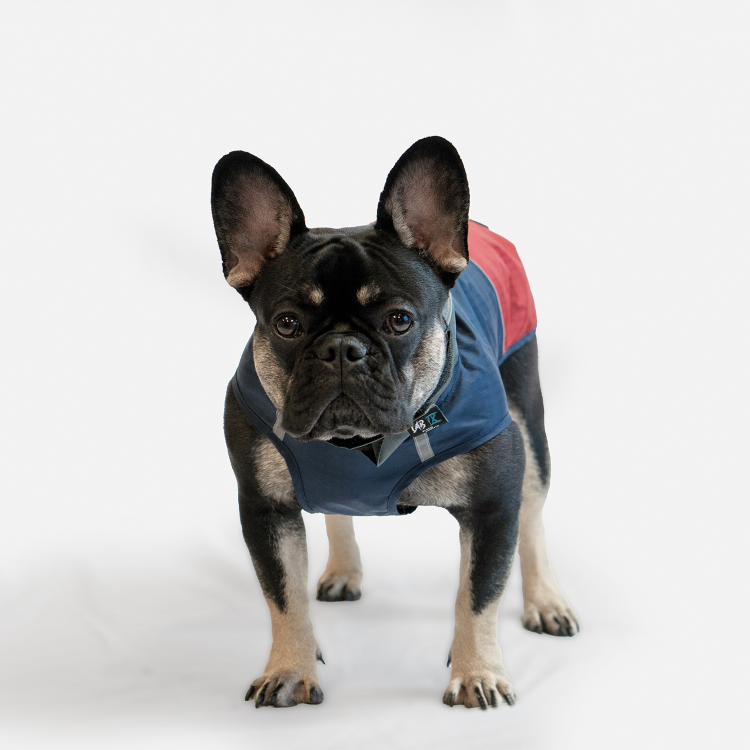 WOOF Concept Lab IX Arrow Navy Blue and Red Windbreaker 18