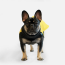 WOOF Concept Lab IX Wintertide Jacket Yellow 16
