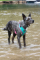 DOOG Neon Dog Harness Rin Tin Tin MEDIUM