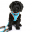 DOOG Neon Dog Harness Beethoven MEDIUM