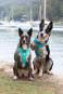 DOOG Neon Dog Harness Beethoven MEDIUM