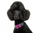 DOOG Neon Dog Collar Rin Tin Tin MEDIUM