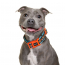DOOG Neon Dog Collar Beethoven MEDIUM
