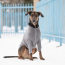 GF PET  Gondola Base Layer  CHARCOAL  2XS