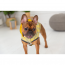 GF PET  Reversible Raincoat  YELLOW  M
