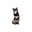 GF PET  BOOTIES  CHARCOAL GREY  3  M (MDISC)