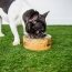 GF PET  Mango Wood Bowl  S