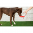 GF PET  Water Bottle  - RED - NEW