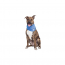 GF PET  Ice Band - L/XL