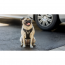 GF PET - TRAVEL HARNESS - BLACK - M (WHSL DISC)