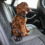 GF PET  Pet Seat Belt
