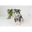 GF PET  Reversible Raincoat - GREEN - XL