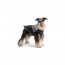 GF PET - SUMMIT PUFFER - BLACK - S (MDISC)