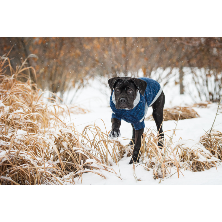 GF PET  Trekking Sweater - BLUE - L
