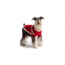 GF PET  Trekking Sweater - RED - XS