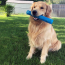 GNAWSOME  Durable Crinkle Stick