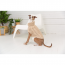 GF PET  Chalet Sweater - OATMEAL - 3XS