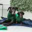 GF PET  Blanket - NAVY