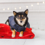 GF PET  Blanket - RED