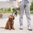 GF PET  Poop Bag Dispenser - BLACK