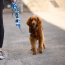 GF PET  Poop Bag Dispenser - TIE DYE