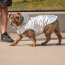 GF PET  Reversible Raincoat - NEON AQUA WITH IRIDESCENT - M