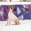 GF PET  Gondola Base Layer PINK 2XS