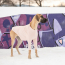 GF PET  Gondola Base Layer PINK 2XS
