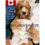 PUREWET Pet Wipes 4X Larger 15ct