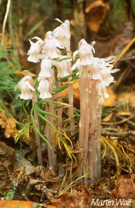 Indian Pipe Extract