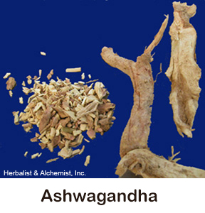 Ashwagandha dried root identification photo with blue beackground
