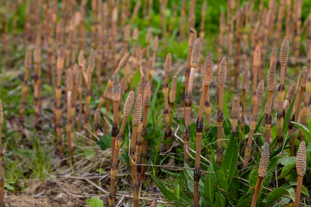 Horsetail herb.