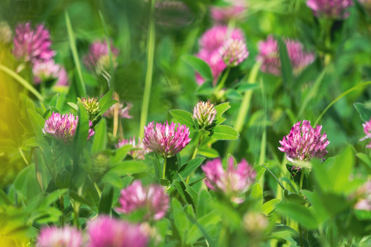Red Clover.