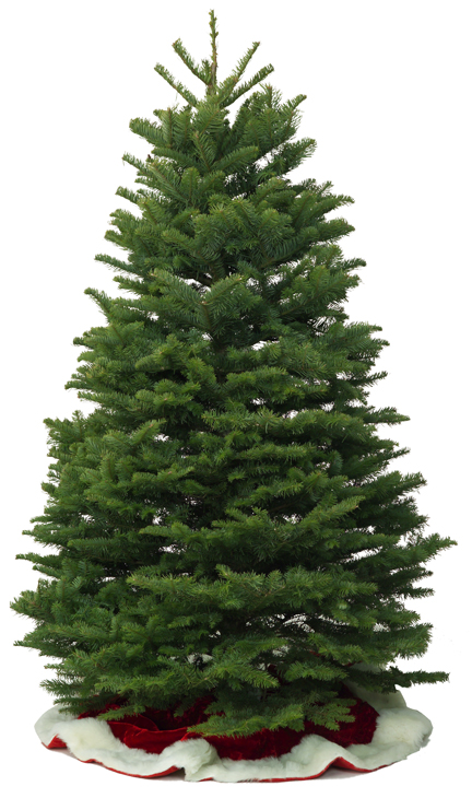 Trees Kirk Company - Premium Supplier Of Christmas Trees and